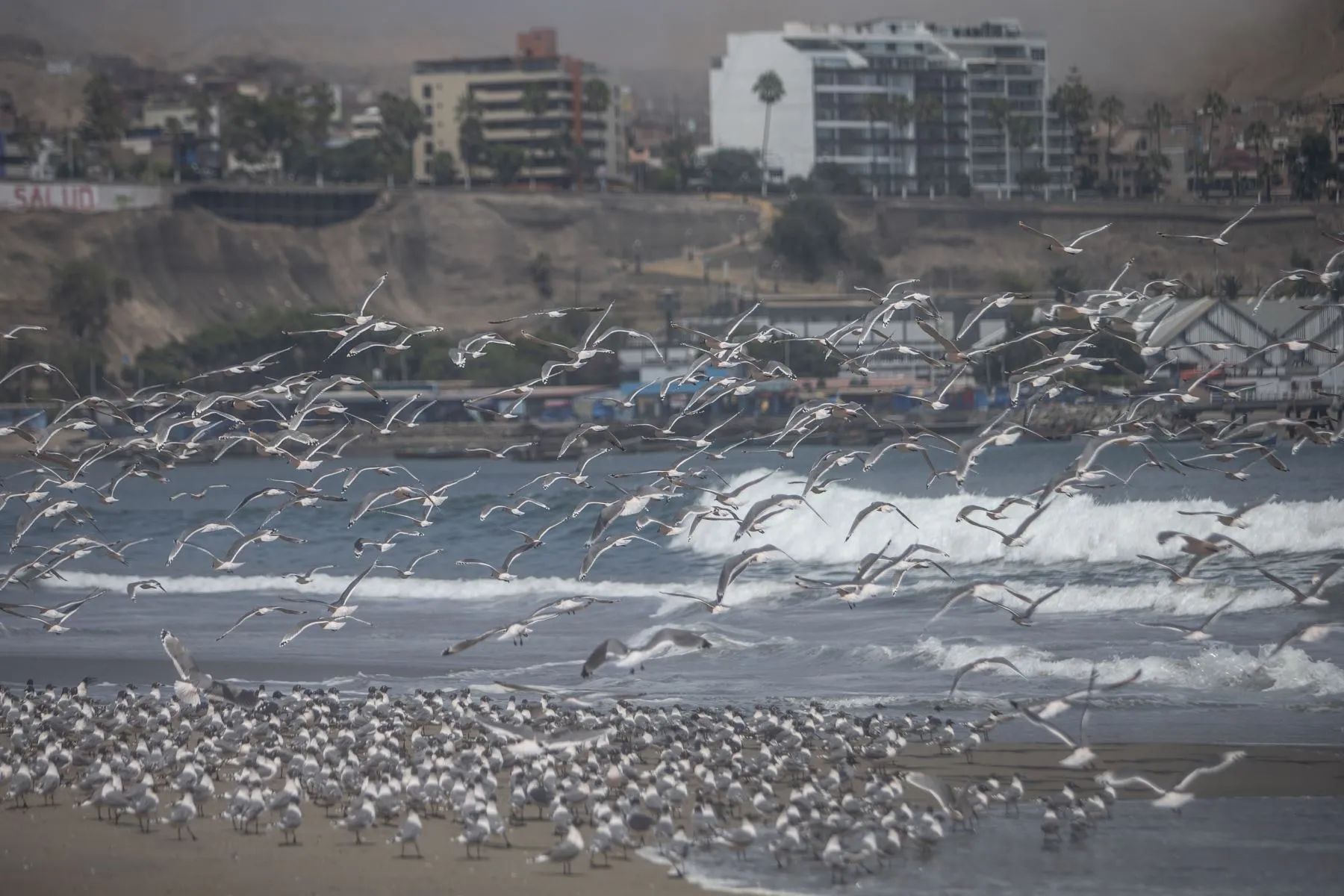 La naturaleza agradece a la cuarentena