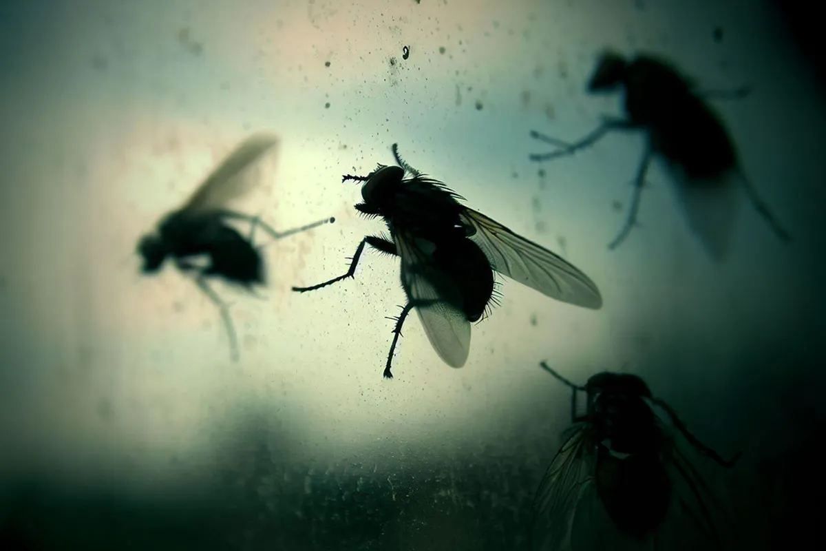 Las moscas