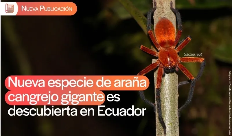 Descubren una nueva especie de araña cangrejo gigante en los bosques tropicales de la Amazonia del Ecuador