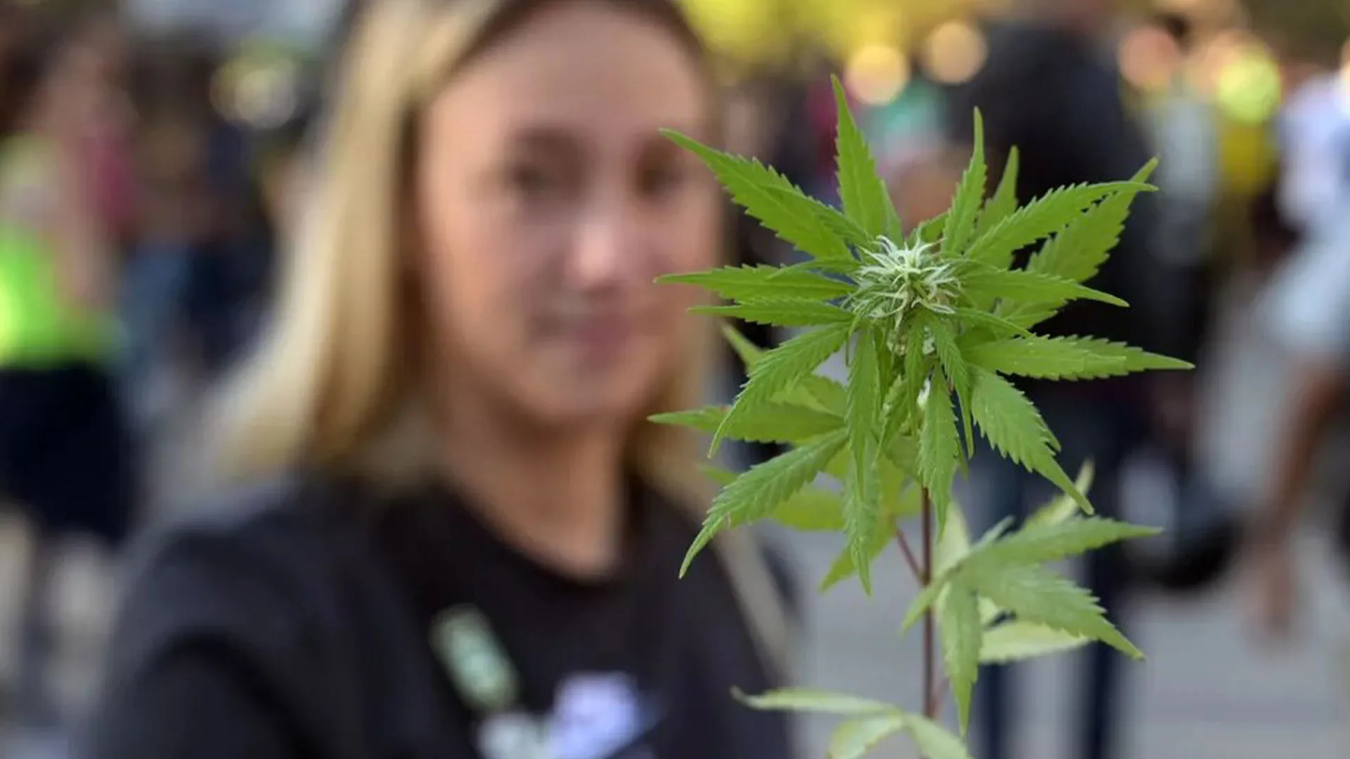 cannabis legal argentina