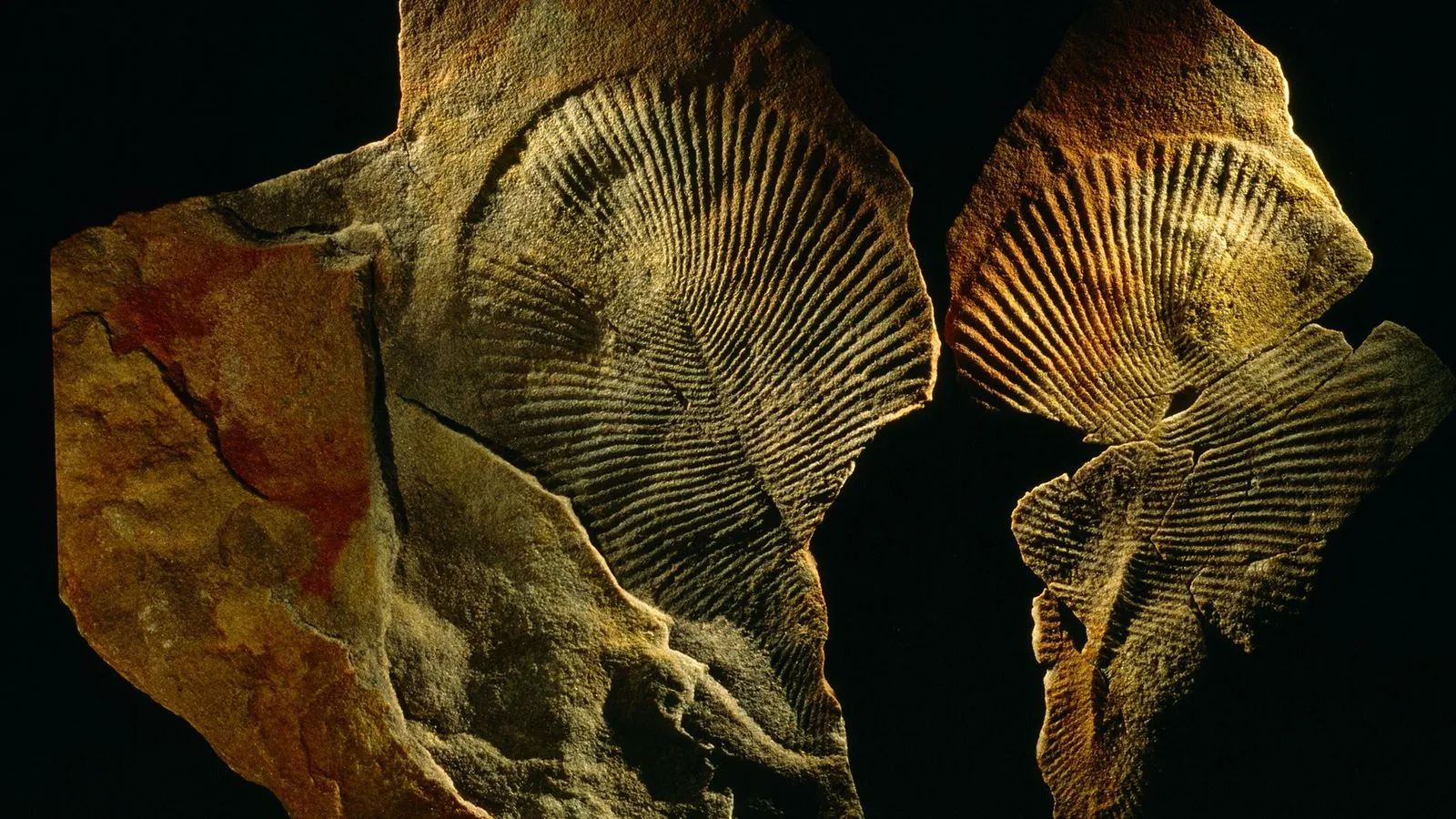 Dickinsonia, el animal más antiguo de la Tierra