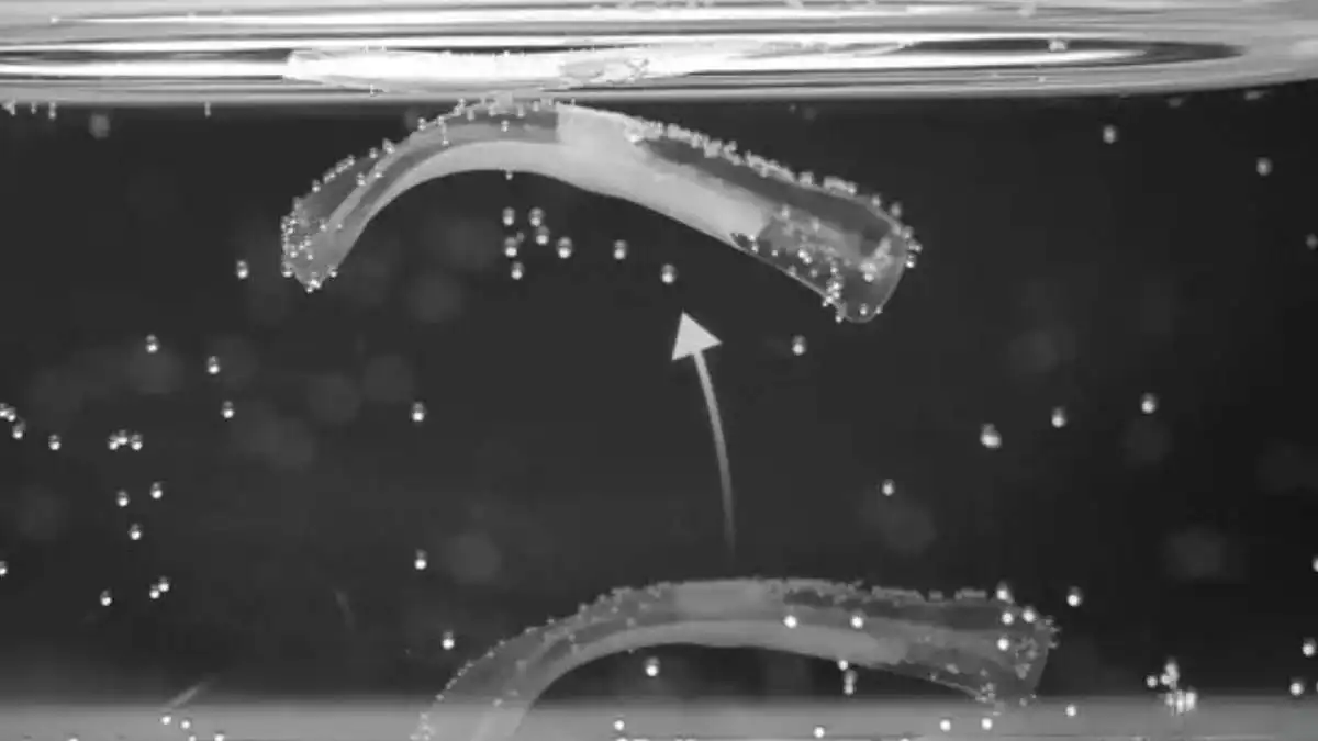 Científicos suizos crean robots con tejido vivo capaces de nadar y saltar