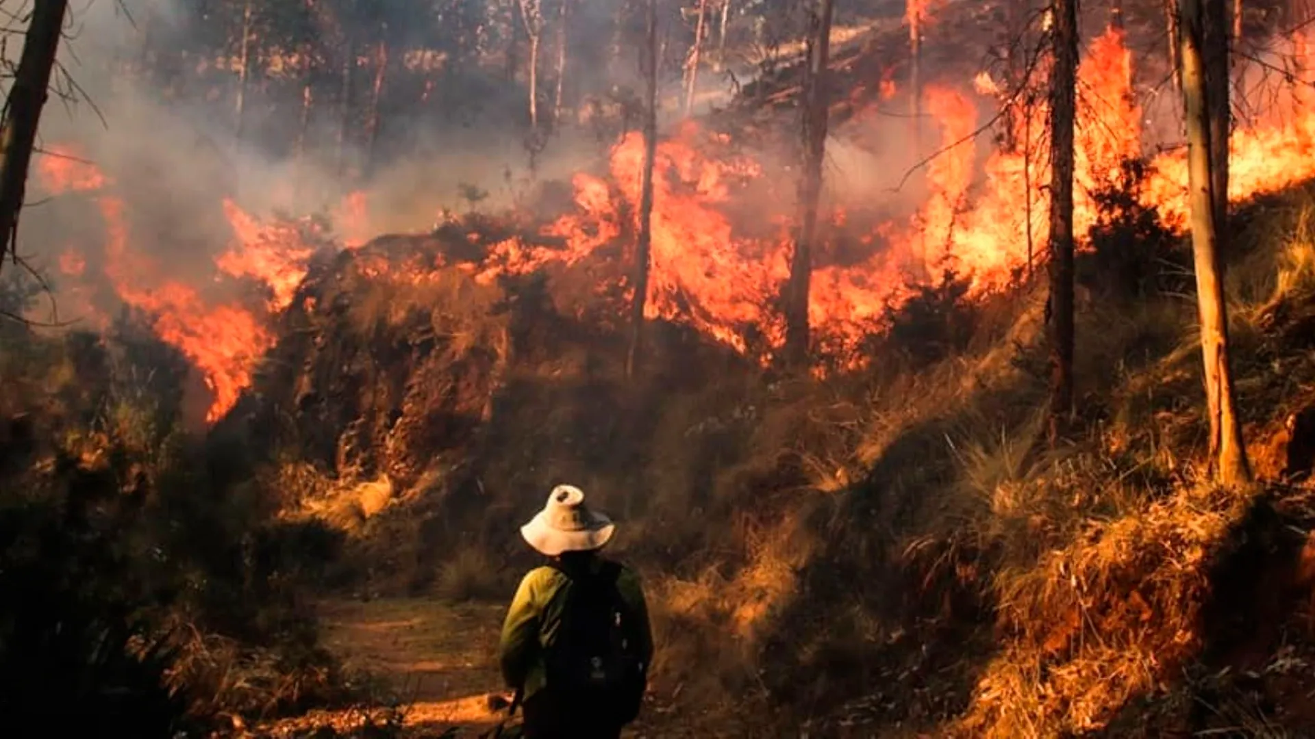 Incendios forestales en plena pandemia