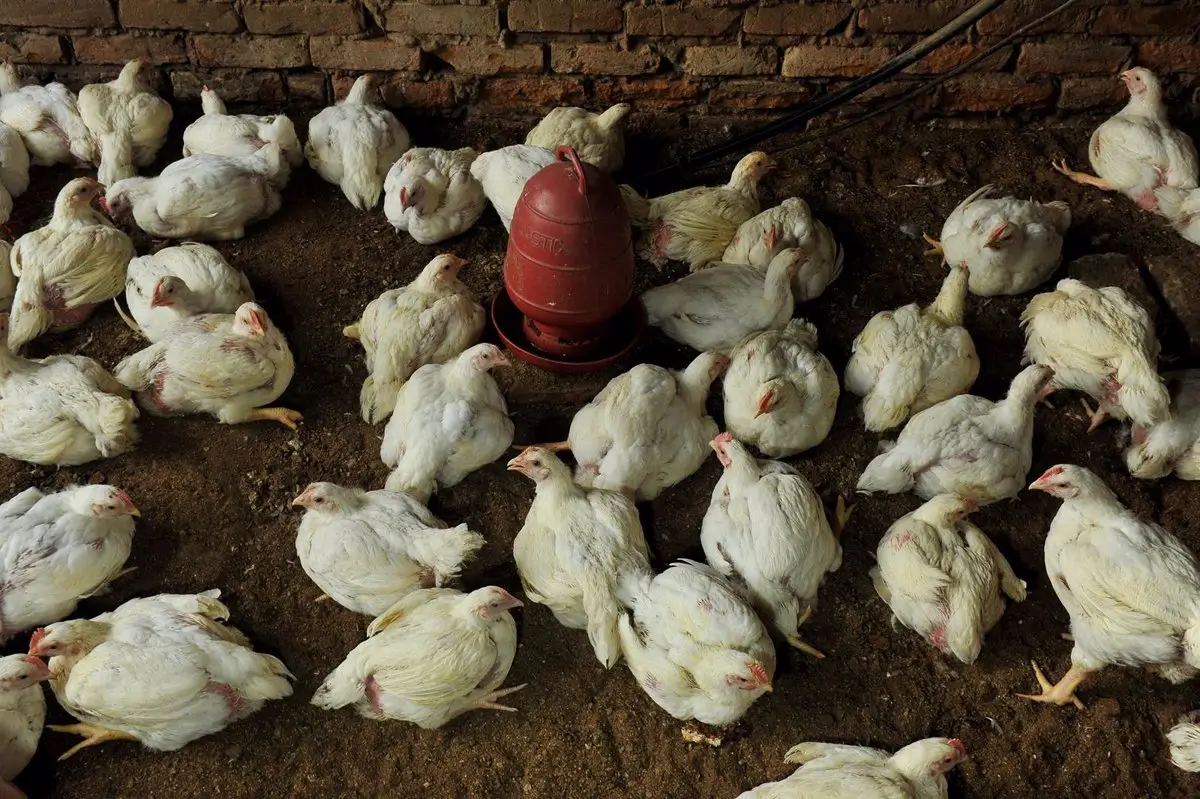 Brasil suspende por 60 días la exportación de carne de pollo a la UE, China y Argentina por un caso de gripe aviar
