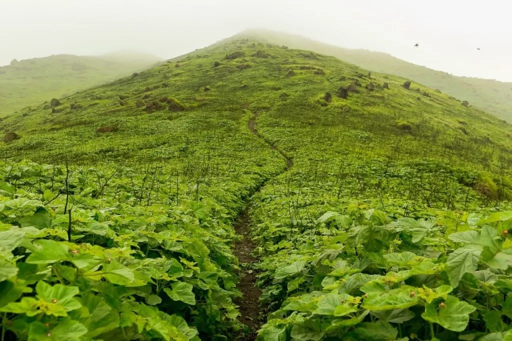 Lomas de Lima: aún podemos evitar su destrucción