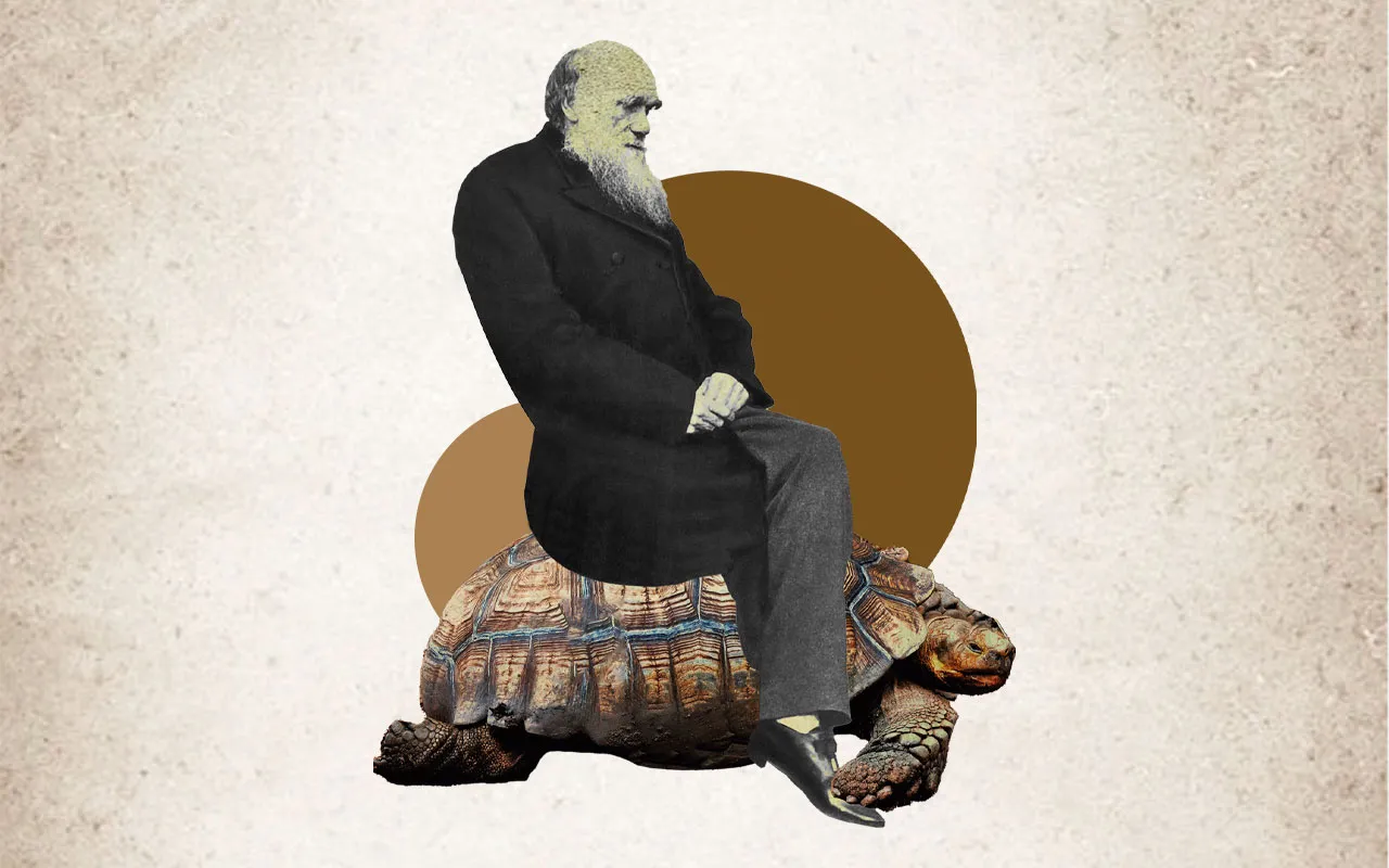 Metafísica de la tortuga