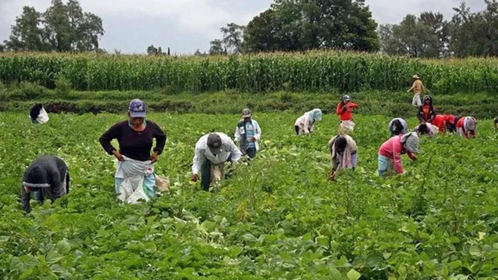 Gobierno no ayuda a los agricultores y Frente Amplio busca crédito para ellos mediante ley