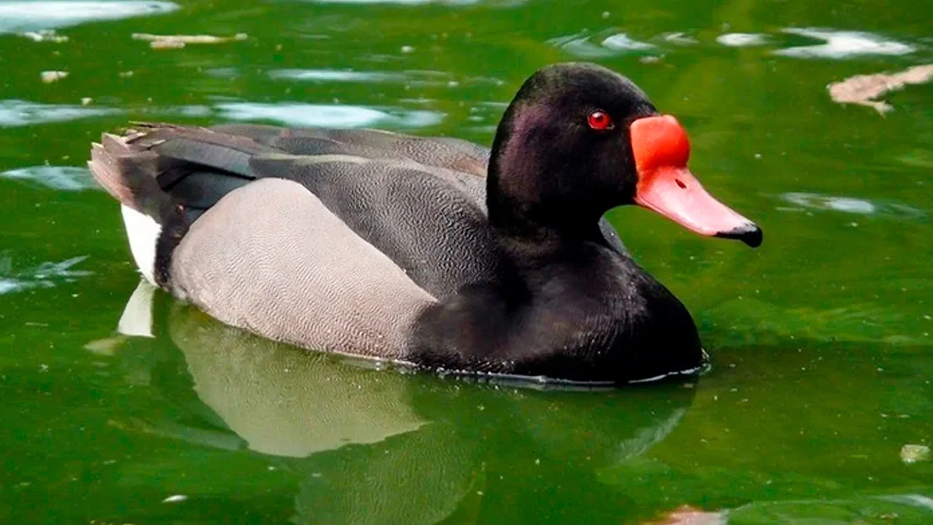 Uruguay: Denuncian a empresas y estancias que promocionan la caza ilegal de animales