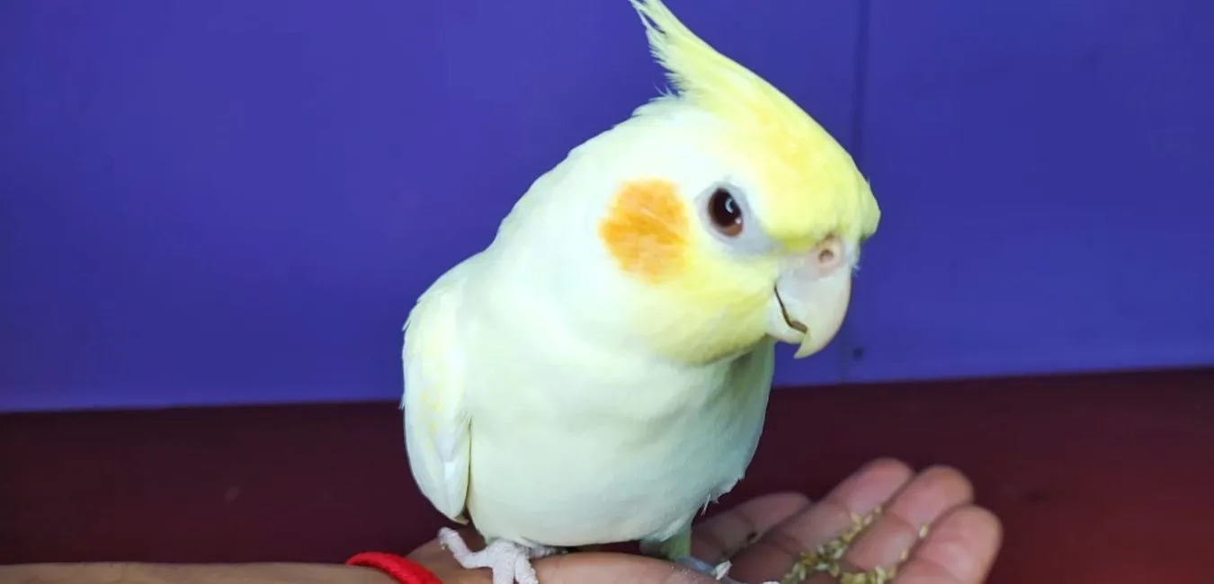 El Perfil Moflete