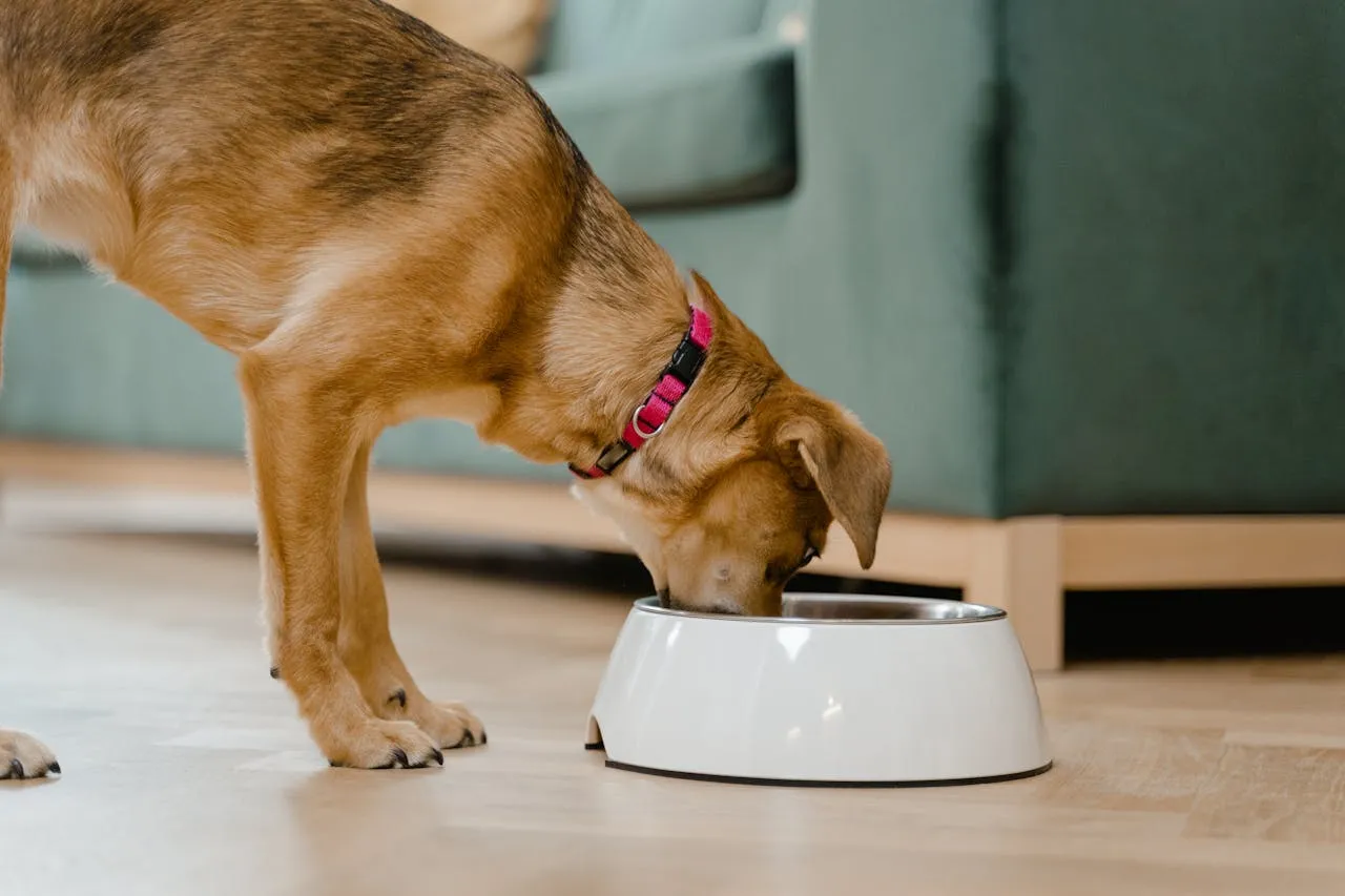 Qué horario es el mejor para alimentar a tu perro, según expertos en nutrición veterinaria | Foto: Pexels