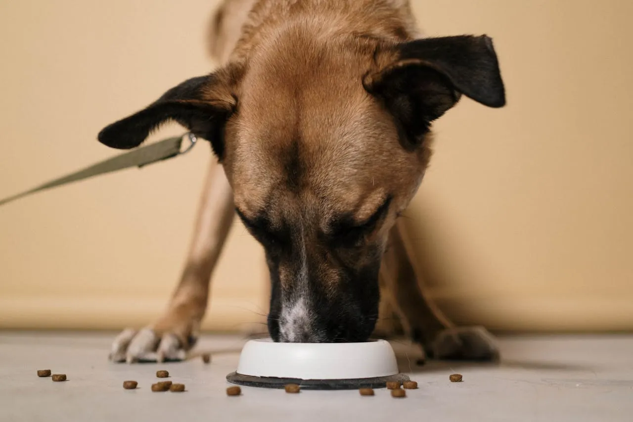 Las mejores horas para dar de comer a tu perro y los riesgos de saltarse la rutina | Foto: Pexels
