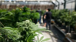 marihuana La explosion del oro verde