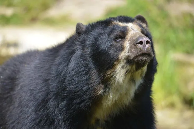 oso de anteojos dia de los animales