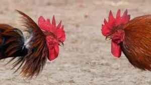 pelea de gallos