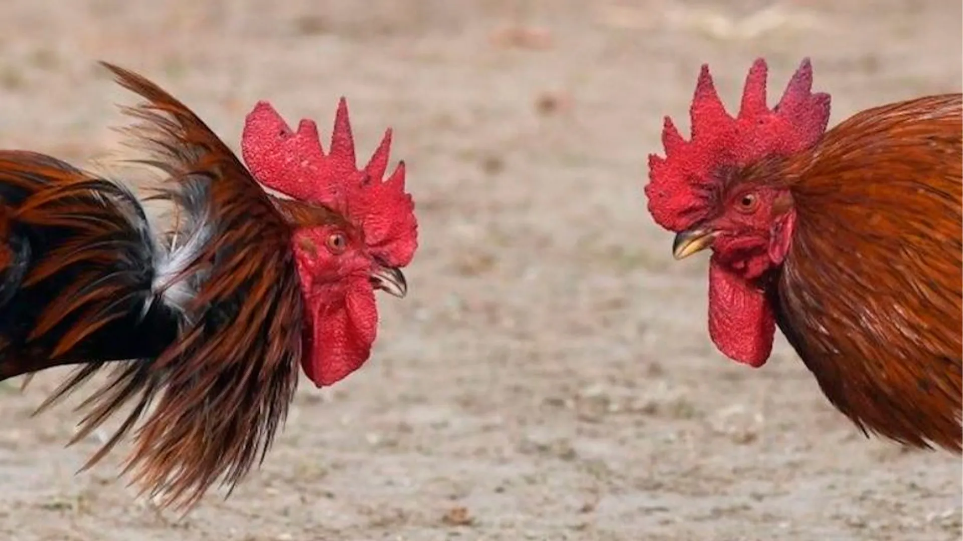 pelea de gallos