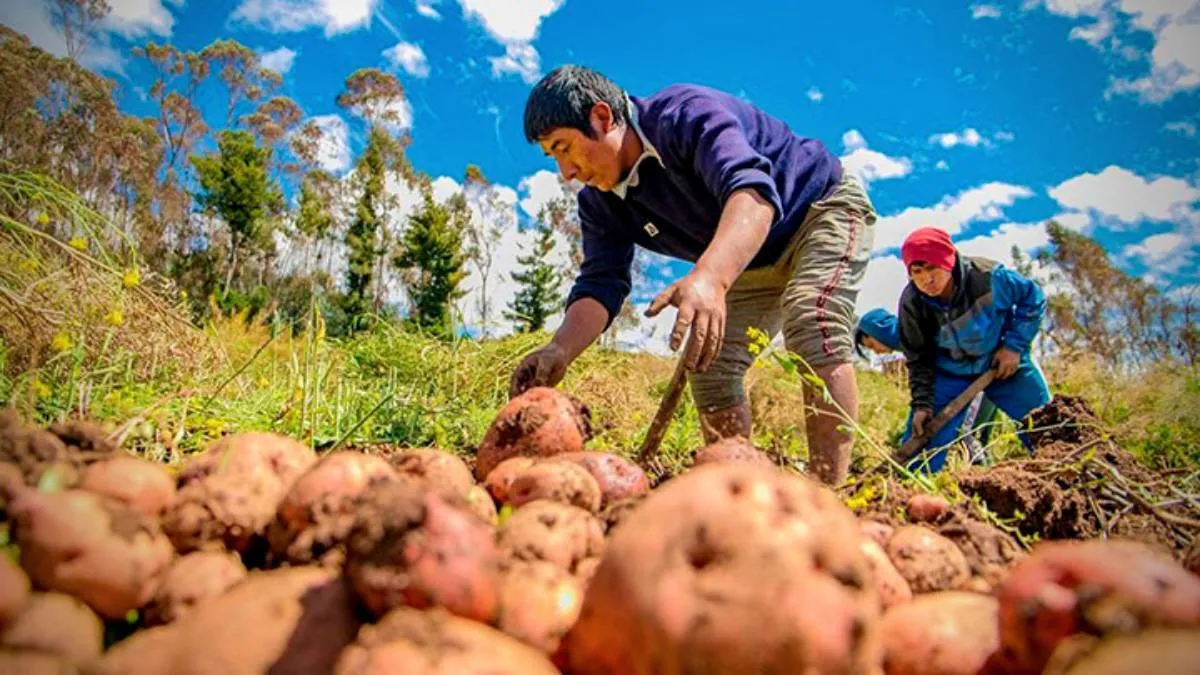 Segunda reforma agraria se lanza hoy