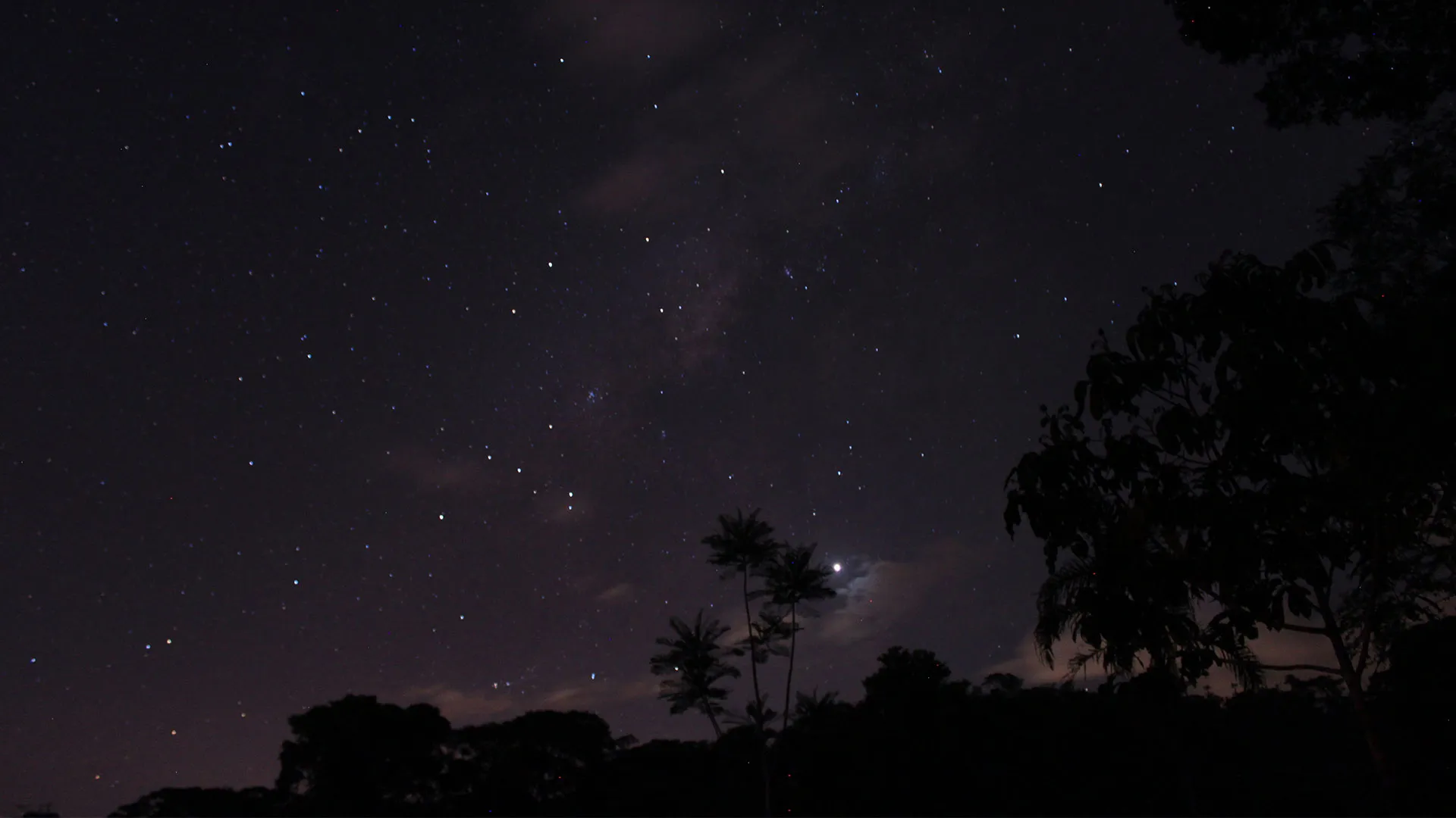 selva de noche