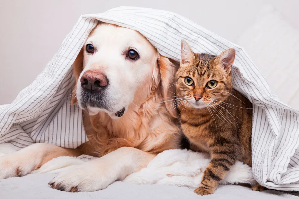 Perros y gatos en riesgo de hipotermia por frío en Lima