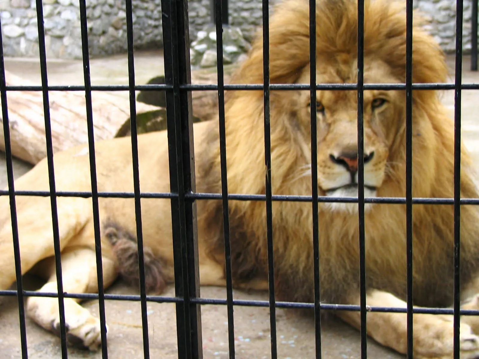 Sudáfrica cría 12.000 leones para que sean cazados por turistas