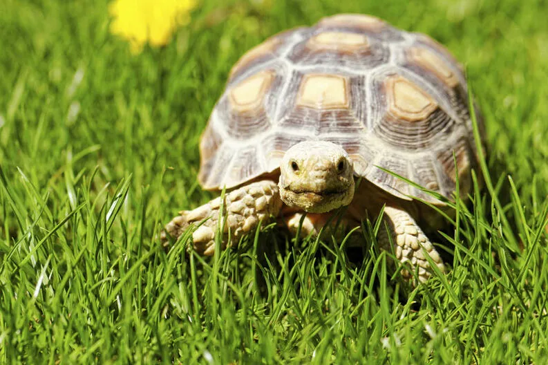 Teoría de la tortuga y su mirada